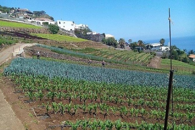 Agriculture Green Tour - Getting There: Pickup Options From Funchal Area and Cruise Ports