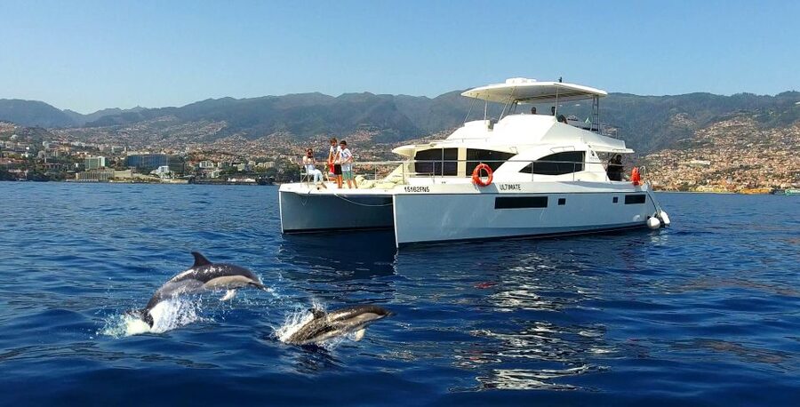 All Inclusive Whale and Dolphin Watching Luxury Tour - Key highlights worth your time