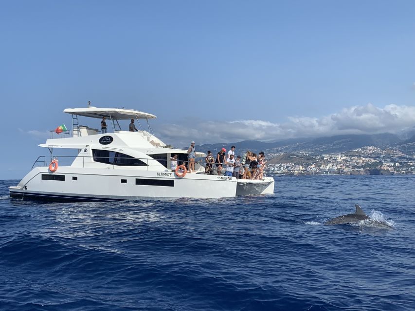 All Inclusive Whale and Dolphin Watching Luxury Tour - Price and value: what $93 buys on the water in Madeira