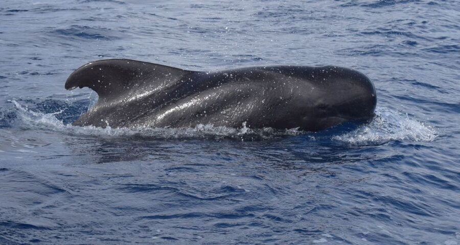 All Inclusive Whale and Dolphin Watching Luxury Tour - The first stretch out: searching for dolphins, whales, and turtles