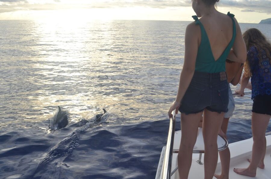 All Inclusive Whale and Dolphin Watching Luxury Tour - The 30-minute secret stop: the “payoff” window