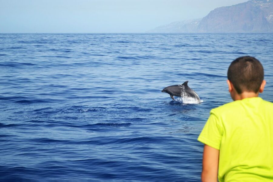 All Inclusive Whale and Dolphin Watching Luxury Tour - Space and comfort: how “VIP” shows up in real details