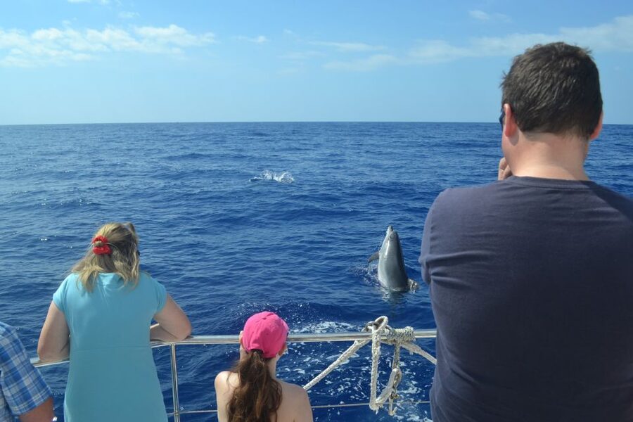 All Inclusive Whale and Dolphin Watching Luxury Tour - Wildlife expectations, set realistically