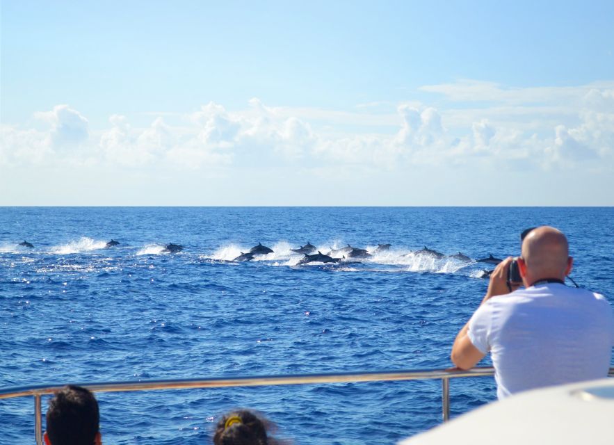 All Inclusive Whale and Dolphin Watching Luxury Tour - Unlimited drinks on a wildlife trip, and why that matters