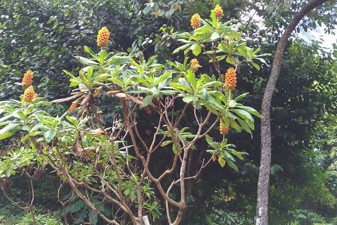 Amazing East Tour - East Madeira in One Day: How the Whole 7-Hour Plan Works