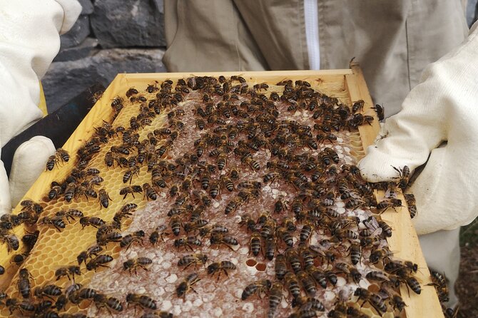 Amazing experience with Bees, honey and Pollen in Madeira Island - Why a Madeira Beehive Visit Beats a Typical Tasting