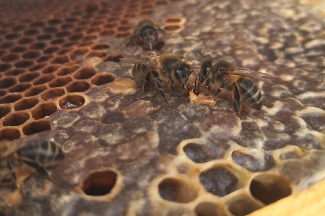 Amazing experience with Bees, honey and Pollen in Madeira Island - Queen Bee, Honey Frames, and Safe Up-Close Bee Watching