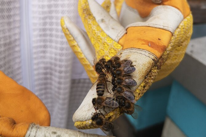 Amazing experience with Bees, honey and Pollen in Madeira Island - The Tasting Table: Honey, Fresh Pollen, Cheese, and Regional Cider