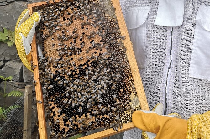 Amazing experience with Bees, honey and Pollen in Madeira Island - Marcia and Helder: Hospitality That Makes Hands-On Feel Easy