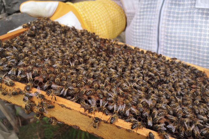Amazing experience with Bees, honey and Pollen in Madeira Island - Price and Value for a Private 4-Hour Madeira Experience