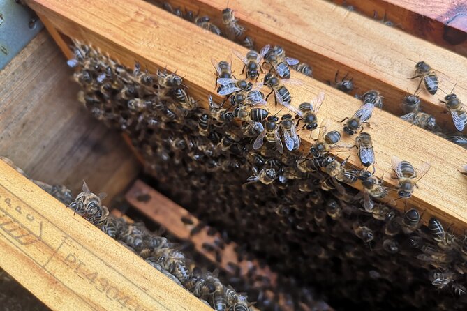 Amazing experience with Bees, honey and Pollen in Madeira Island - Inside the Hive Intro: Bees, Ecosystems, and What You Learn First