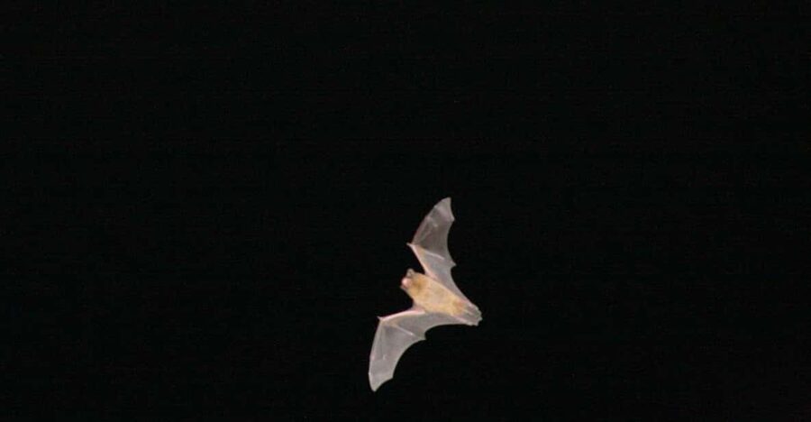 Bat Watching Madeira - Key Things to Know Before You Go
