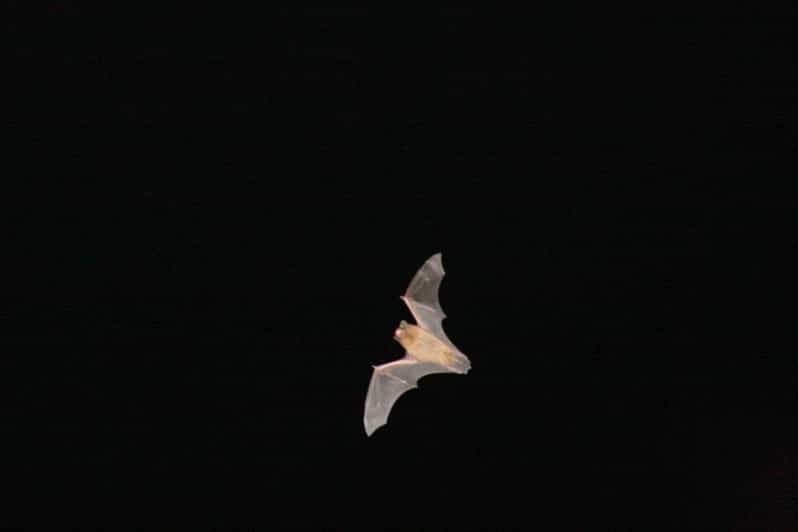 Bat Watching Madeira - Why Madeira Bats Feel Like a Secret Superpower