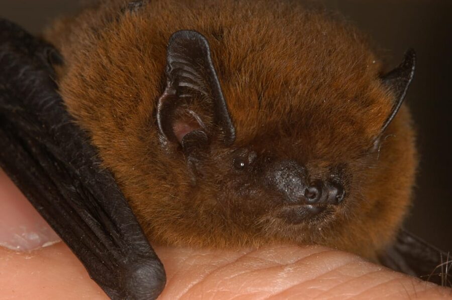 Bat Watching Madeira - Who Should Book Bat Watching Madeira?