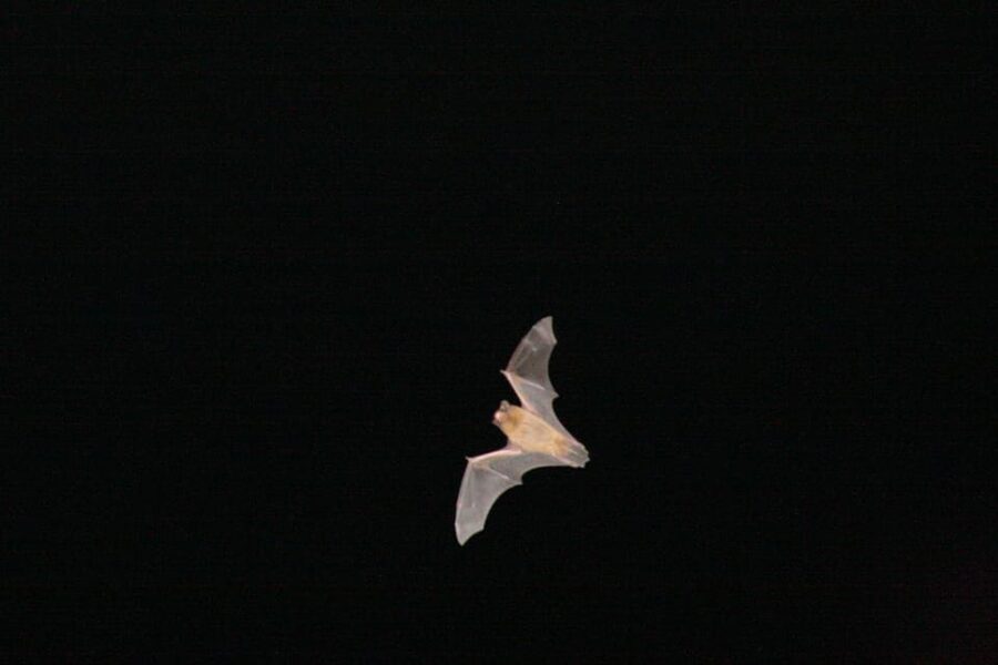 Bat Watching Madeira - The Bat Scientist Kit: Ultrasound Detectors, Thermal Tools, and Sergio’s Talent