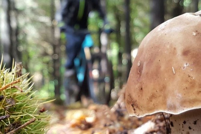 Botanical Trails of Madeira. Mountain biking Trail Experience - Quick hits before you go