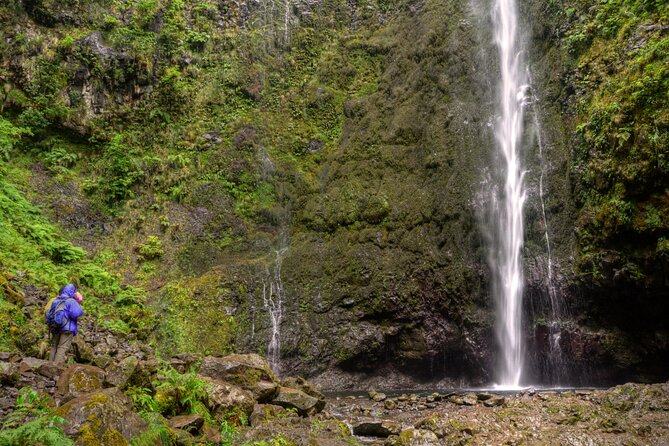 Caldeirão Verde Levada (PR 9) - Guided Madeira Levada Walk - The Laurisilva Forest section: what you’re really learning while you walk