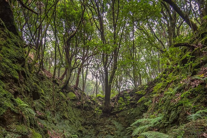 Caldeirão Verde Levadas Walk in Madeira - Caldeirão Verde: What makes this levada hike special