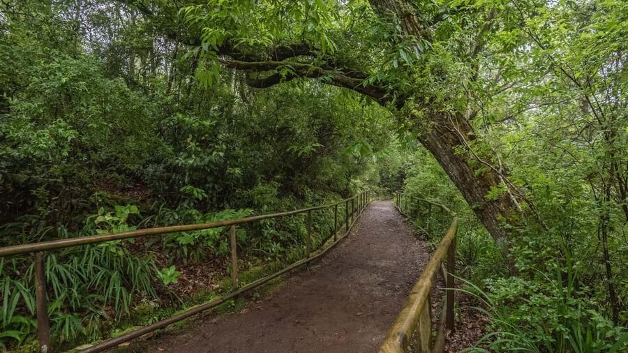 Caldeirão Verde: Queimadas PR9 Transfer and Self-Guided Hike - Shared van pickup in Madeira: where you’ll meet the driver