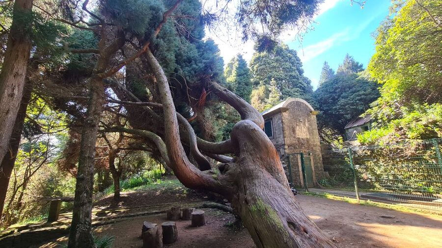Camacha: Levada Trail e-Bike Guided Tour - Eucalyptus and Laurel Forest: Where the Air Changes Mid-Ride