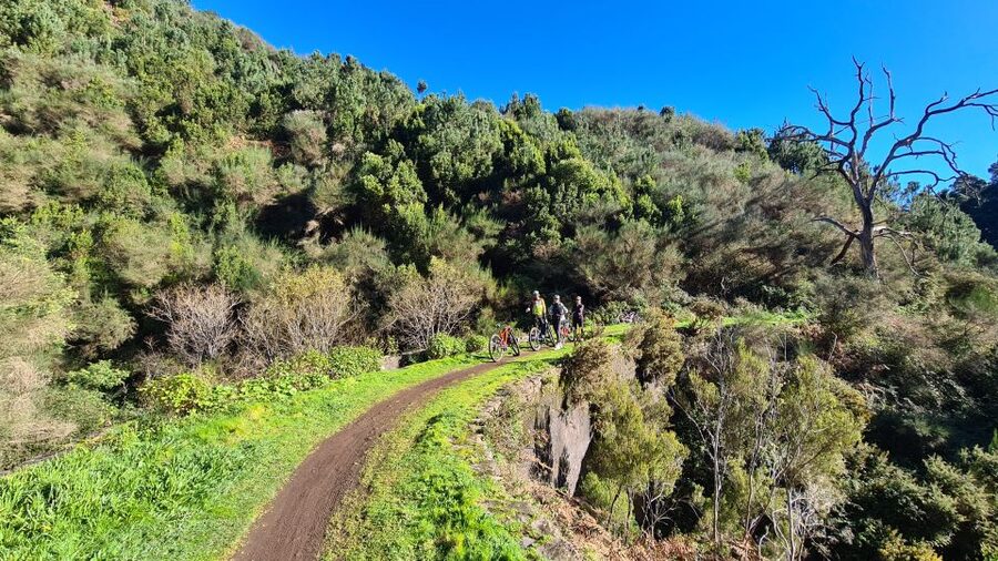 Camacha: Levada Trail e-Bike Guided Tour - Water Mill Pause and the Funny-Shaped Tree Moment