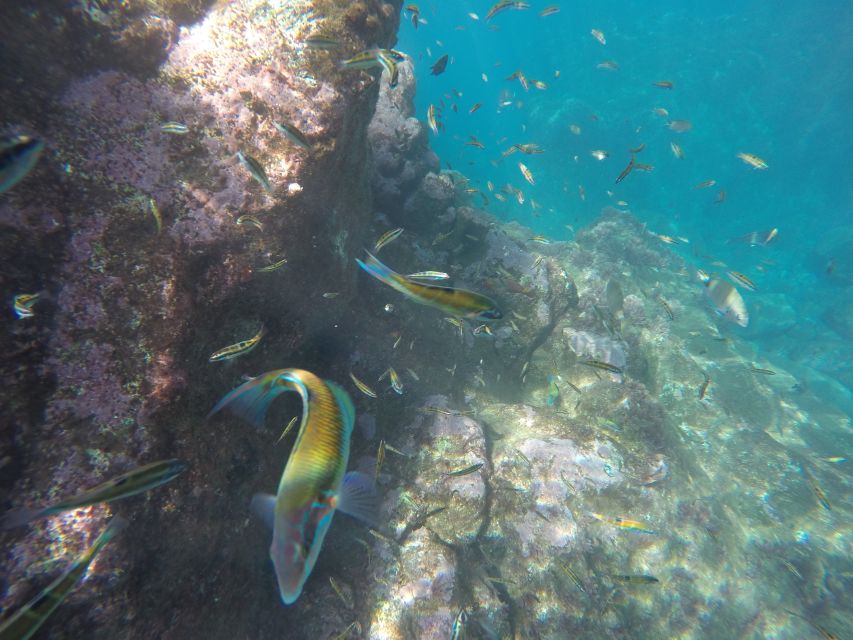 Caniço, Madeira: Marine Reserve Kayak & Snorkelling Tour - Price and Value: Is $57 Worth It?