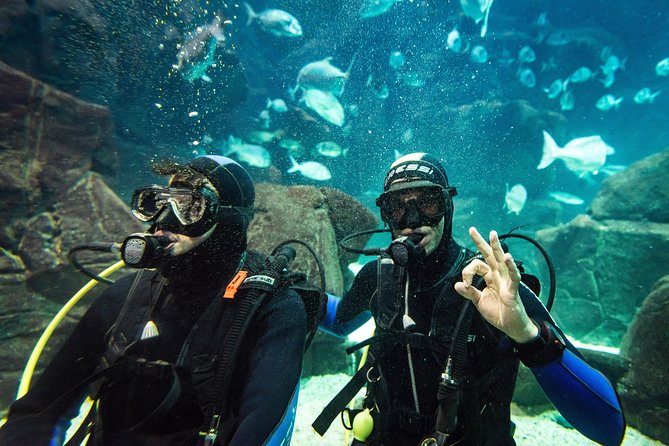 Diving in the Madeira Aquarium - Cachalote natural pools: the “baptism” moment that builds confidence