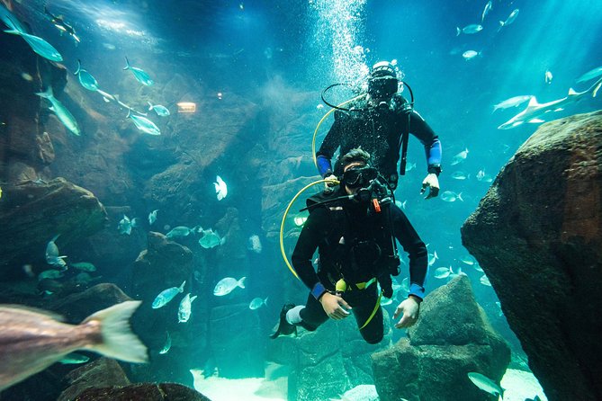 Diving in the Madeira Aquarium - Group size in practice: max 4, plus why timing matters