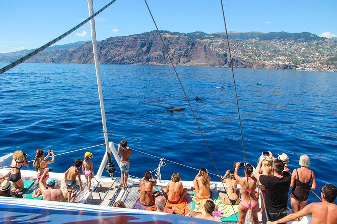Dolphin and Whale Watching Catamaran Cruise from Funchal - Where you meet and how to show up ready