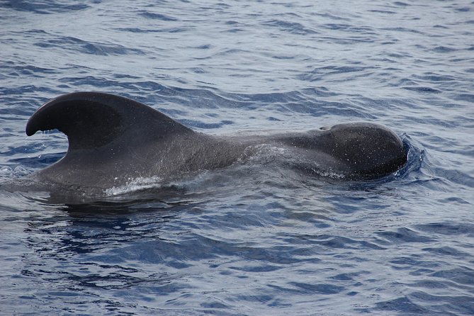 Dolphin and Whale Watching Catamaran Cruise from Funchal - Cabo Girão swim stop: the best pay-off when seas cooperate