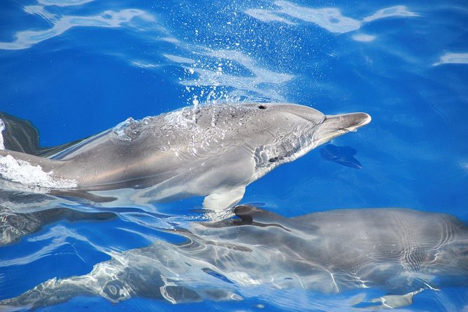 Dolphin and Whale Watching Catamaran Cruise from Funchal - The repeat-free policy: what it means for your planning