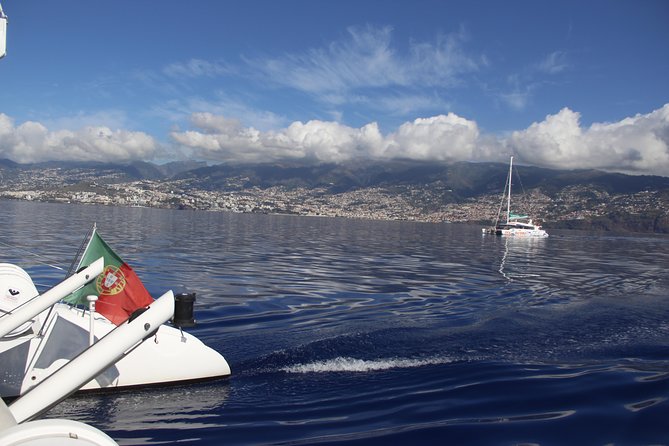 Dolphin and Whale Watching Catamaran Cruise from Funchal - What marine life you might spot (and what to keep realistic)