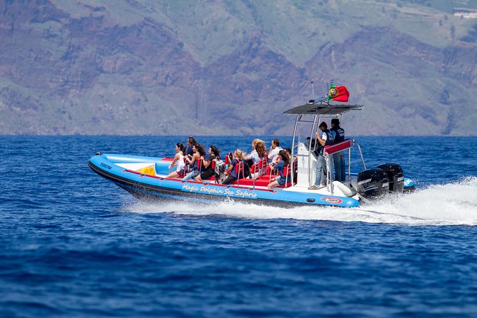 Dolphin - Whale - Turtle - Bird Watching - The 500 hp RIB advantage: speed, control, and comfort
