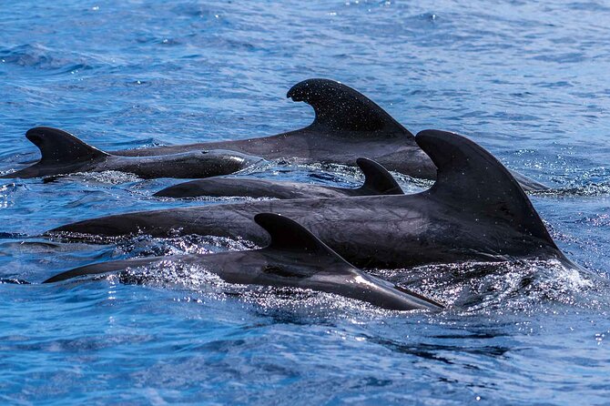 Dolphin - Whale - Turtle - Bird Watching - What you might see in two hours (and how to set expectations)
