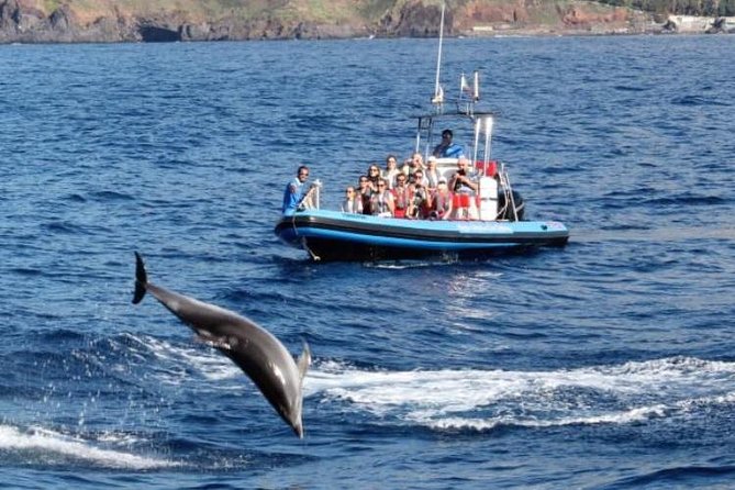 Dolphin - Whale - Turtle - Bird Watching - The return cruise: Funchal Bay scenery plus real Madeira context