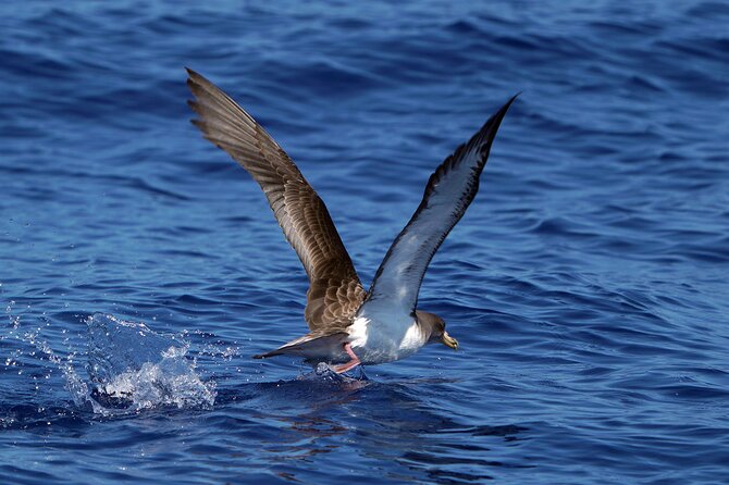 Dolphin - Whale - Turtle - Bird Watching - Camara de Lobos from the Atlantic, and why Churchill matters