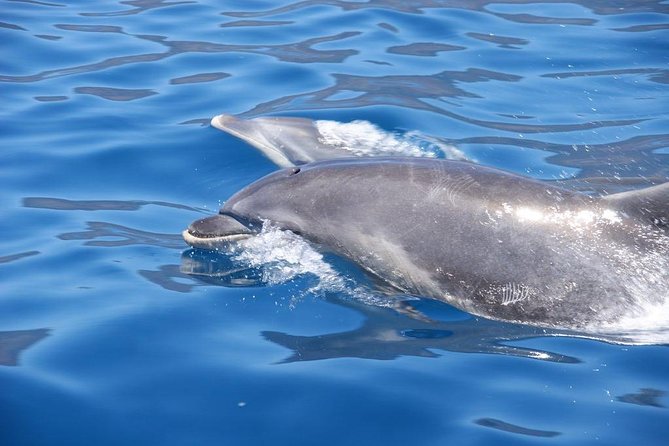 Dolphin - Whale - Turtle - Bird Watching - Bird watching and on-board commentary: what you should listen for