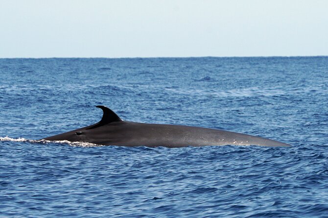 Dolphin - Whale - Turtle - Bird Watching - Wildlife ethics you can actually feel good about