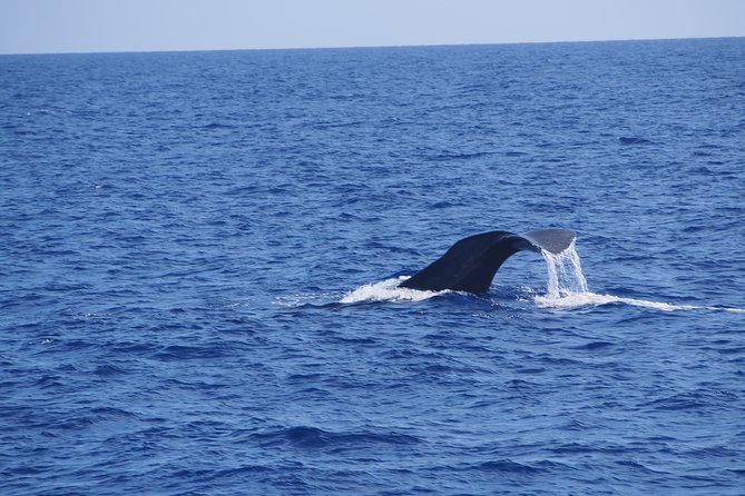 Dolphin - Whale - Turtle - Bird Watching - How the crew finds dolphins and whales fast