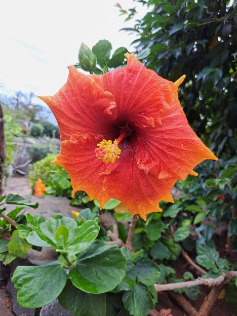 EAST MADEIRA:,Peaks, Forest walk,Thatched Roofs, Rum factory - Key highlights to know before you go