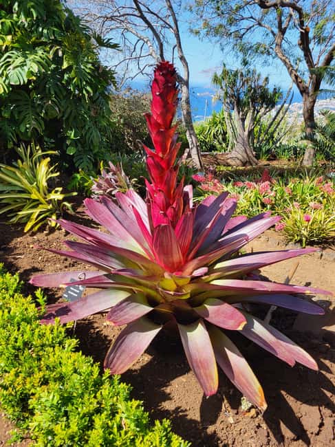East Side of Madeira – Elegant Alternative to 4x4 Adventures - Key things I’d plan around