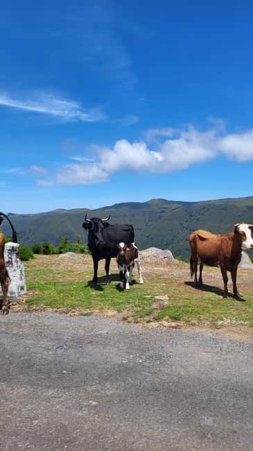 East Side of Madeira – Elegant Alternative to 4x4 Adventures - Santana Lunch Break and the Triangular Houses Worth Chasing