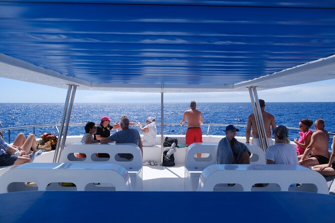 Eco-Friendly Catamaran Dolphin and Whale Watching - Magic Dolphin Catamaran in Madeira, What You’re Actually Buying