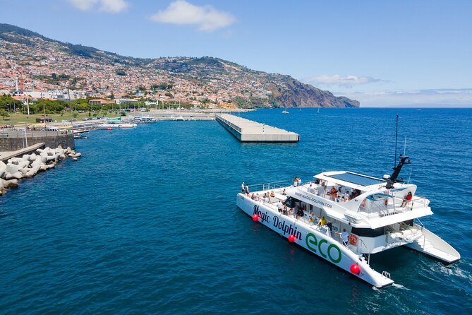 Eco-Friendly Catamaran Dolphin and Whale Watching - The Possible Swim Moment, How It Usually Works in Practice