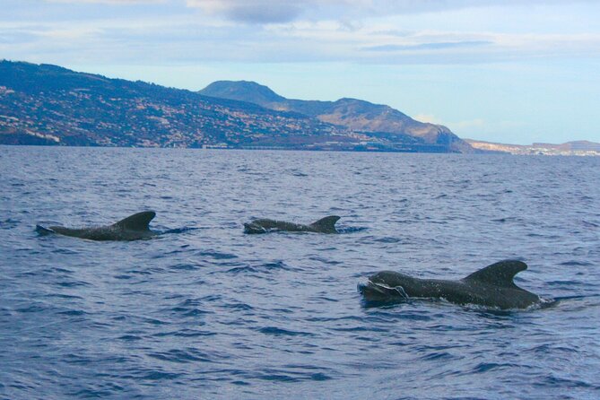 Eco-Friendly Catamaran Dolphin and Whale Watching - Price and Value, $42.34 for a Real Ocean Outing