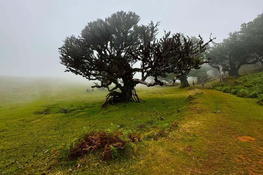 Fanal / Assobiadores - Levada Walk - Paul da Serra to Fanal: the day’s natural “plot twist”