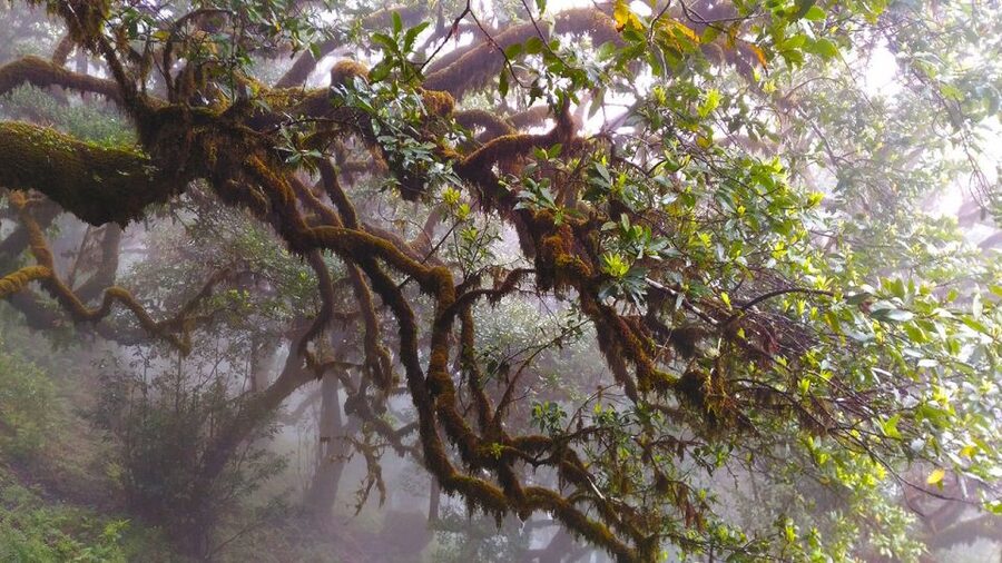 Fanal / Assobiadores - Levada Walk - Chão da Ribeira: where the trail feels more alive