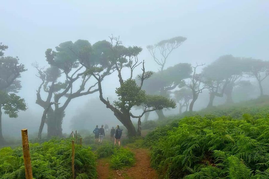 Fanal / Assobiadores - Levada Walk - Weather strategy: mist, timing, and where the big views land