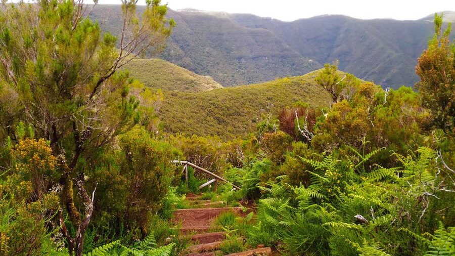 Fanal / Assobiadores - Levada Walk - Guides, language, and how explanations actually help