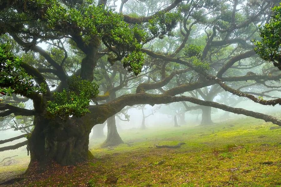 Fanal / Assobiadores - Levada Walk - Inside the UNESCO Laurissilva, where the forest does the talking